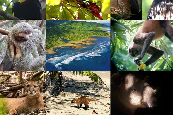 Corcovado National Park Hike - From Uvita - Photo 1 of 13